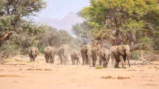 Královny zvířecí říše