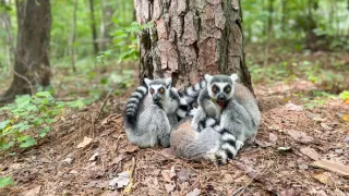 Královny zvířecí říše