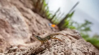 Pátrání po tajemství Diamantové skály