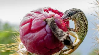 Pátrání po tajemství Diamantové skály
