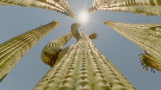 Hotel Kaktus