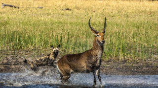 Okavango - rieka snov (2/4)