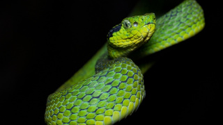 Najzvláštnejšie hady sveta