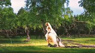 Melancholia