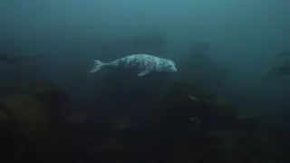 Tuleni kuželozubí na nové životní pouti