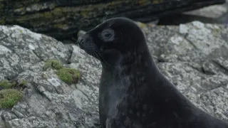 Tuleni kuželozubí na nové životní pouti