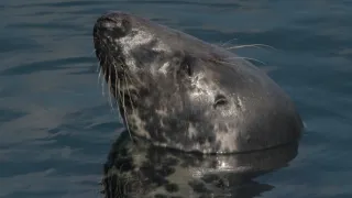 Tuleni kuželozubí na nové životní pouti