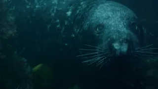 Tuleni kuželozubí na nové životní pouti