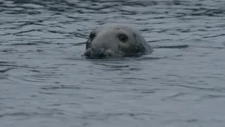 Tuleni kuželozubí na nové životní pouti