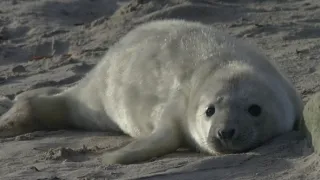 Tuleni kuželozubí na nové životní pouti