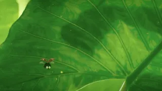 Chrobáčikovia 2: Ďaleko od domova