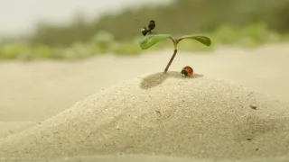 Chrobáčikovia 2: Ďaleko od domova