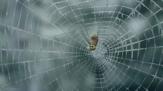 Chrobáčikovia 2: Ďaleko od domova