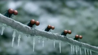 Chrobáčikovia 2: Ďaleko od domova