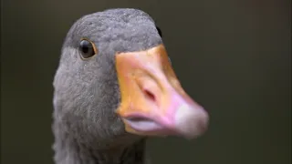 Migrujúce vtáky pohľadom spoluletiacich kamier