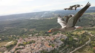 Migrujúce vtáky pohľadom spoluletiacich kamier