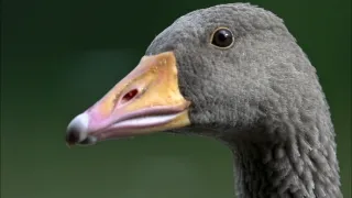 Migrujúce vtáky pohľadom spoluletiacich kamier