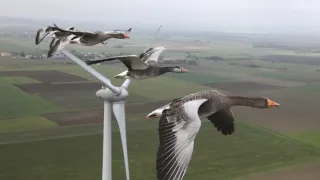Migrujúce vtáky pohľadom spoluletiacich kamier