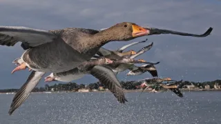 Migrujúce vtáky pohľadom spoluletiacich kamier