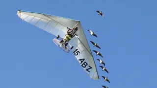 Migrujúce vtáky pohľadom spoluletiacich kamier