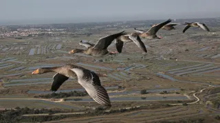Migrujúce vtáky pohľadom spoluletiacich kamier