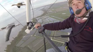 Migrujúce vtáky pohľadom spoluletiacich kamier