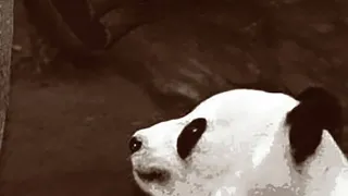Láska pandí matky