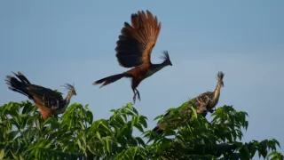 Uakari, Humboldtova stratená opica