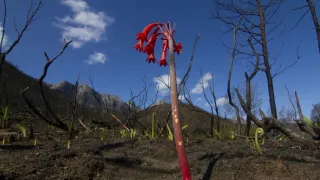 Zázračná planeta: Zelená planeta (3/5)