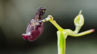 Zázračná planeta: Zelená planeta (3/5)