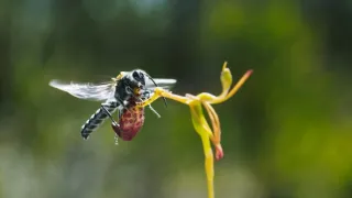 Zázračná planeta: Zelená planeta (3/5)
