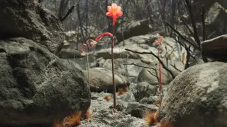 Zázračná planeta: Zelená planeta (3/5)