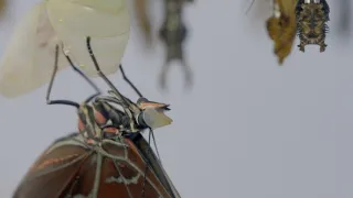 Motýli, superhrdinové přírody