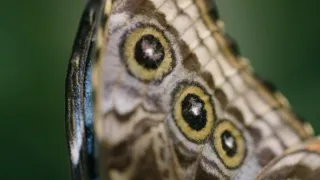 Motýli, superhrdinové přírody