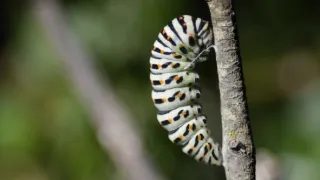 Motýli, superhrdinové přírody