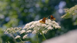 Motýli, superhrdinové přírody