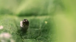 Motýli, superhrdinové přírody