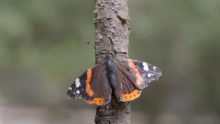 Motýli, superhrdinové přírody