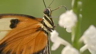 Motýli, superhrdinové přírody