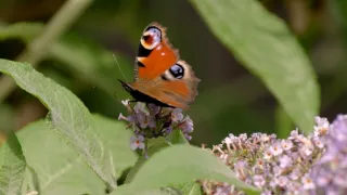 Motýli, superhrdinové přírody