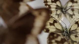 Motýli, superhrdinové přírody