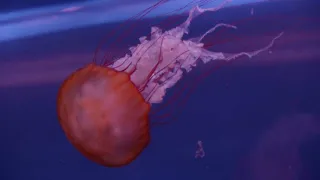 Příroda - úžasný zdroj inspirace (2/3)