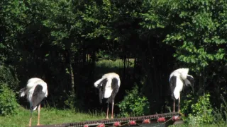 Divočina bez hranic