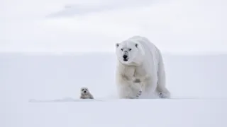 David Attenborough: Lov (3)