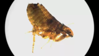 Tajomstvá starovekých civilizácií