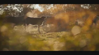 Jaká je cena masa