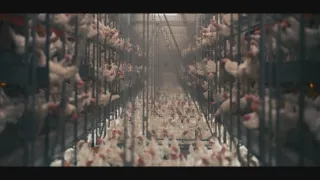 Jaká je cena masa