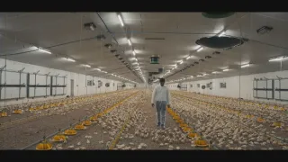Jaká je cena masa