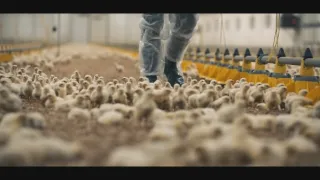 Jaká je cena masa