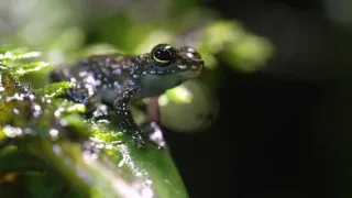 Vianoce v divokej prírode